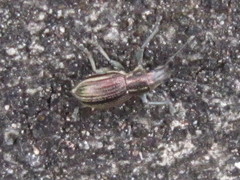 Naupactus tremolerasi