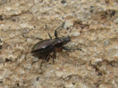 Naupactus tremolerasi