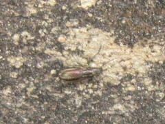 Naupactus tremolerasi