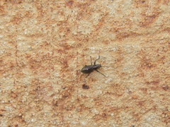 Naupactus tremolerasi