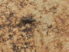 Naupactus tremolerasi