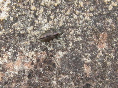 Naupactus tremolerasi
