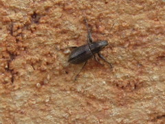 Naupactus tremolerasi
