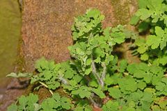 Chelidonium majus