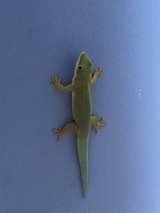 Phelsuma dubia