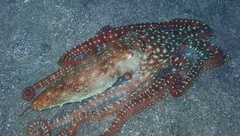 Callistoctopus ornatus