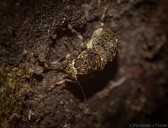 Erichsonocis