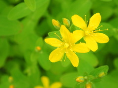 Hypericum kamtschaticum