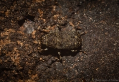 Erichsonocis