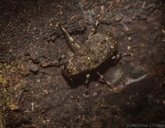 Erichsonocis