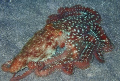 Callistoctopus ornatus