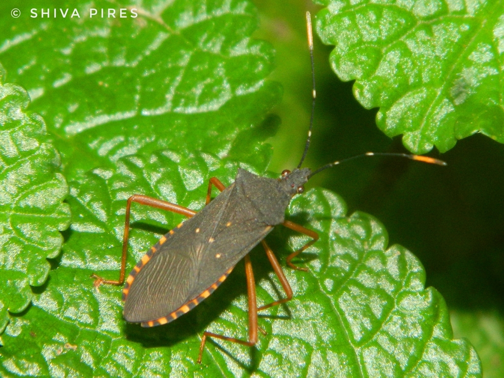 Leptoscelis elongator