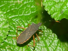 Leptoscelis elongator