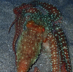 Callistoctopus ornatus
