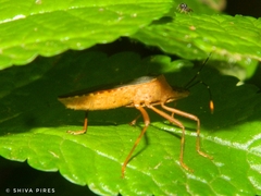 Leptoscelis elongator