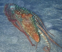 Callistoctopus ornatus