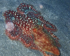 Callistoctopus ornatus