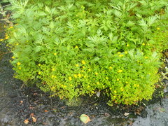 Hypericum kamtschaticum