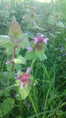 Lamium purpureum
