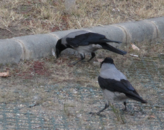 Corvus cornix