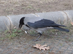 Corvus cornix