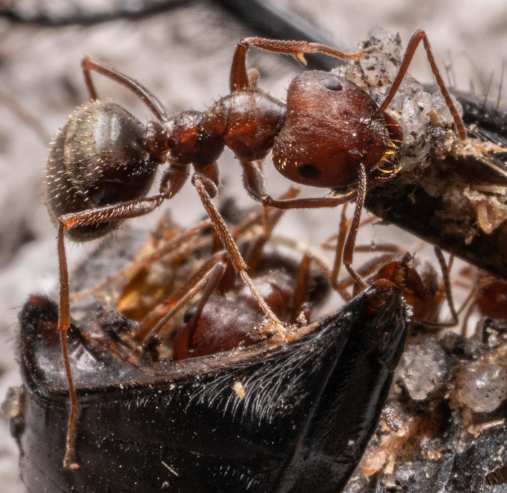 Pugnacious Ants and Allies