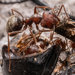 Pugnacious Ants and Allies - Photo (c) Hamish Robertson, some rights reserved (CC BY-NC), uploaded by Hamish Robertson