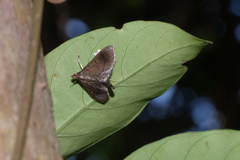 Almonia
