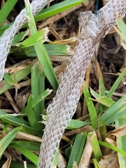 Coluber constrictor