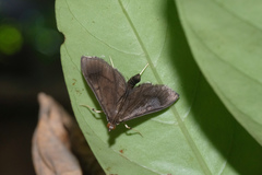 Almonia