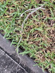 Coluber constrictor
