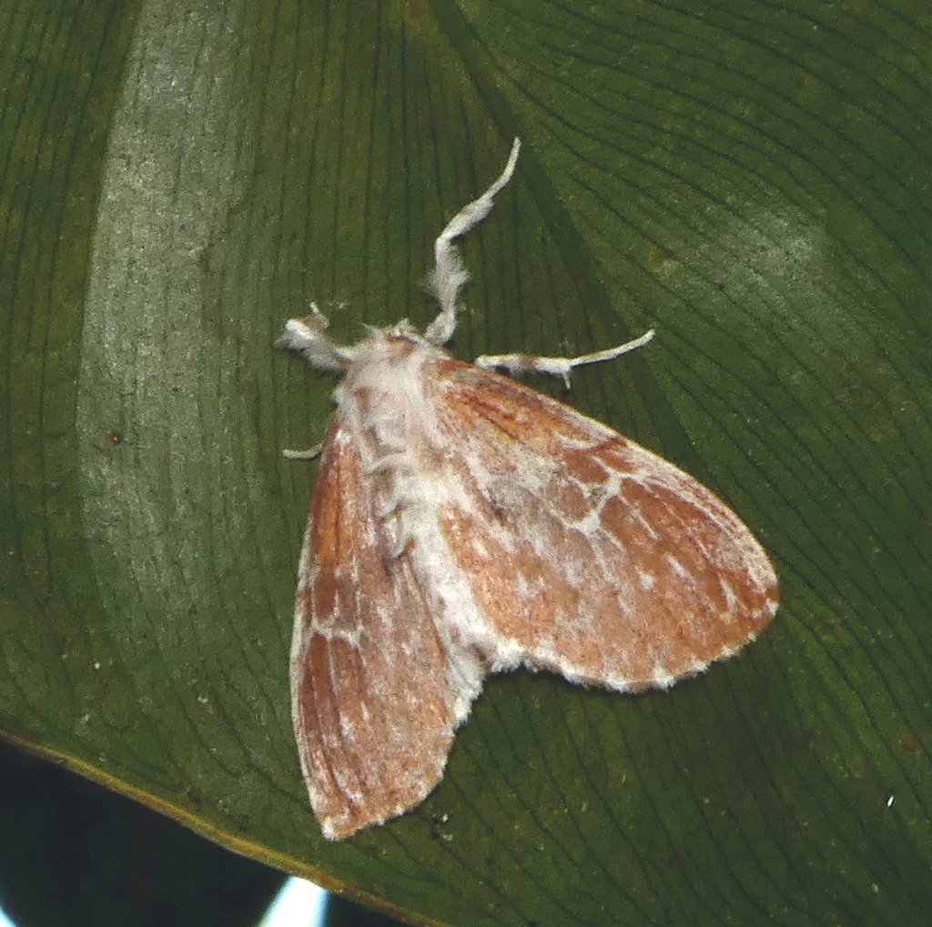 Thagona errans