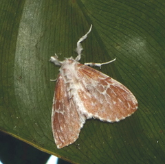 Thagona errans