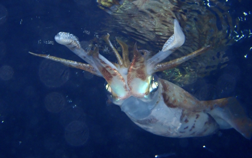 Bigfin reef squid