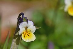 Viola arvensis