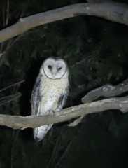 Tyto novaehollandiae