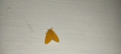 Artaxa guttata