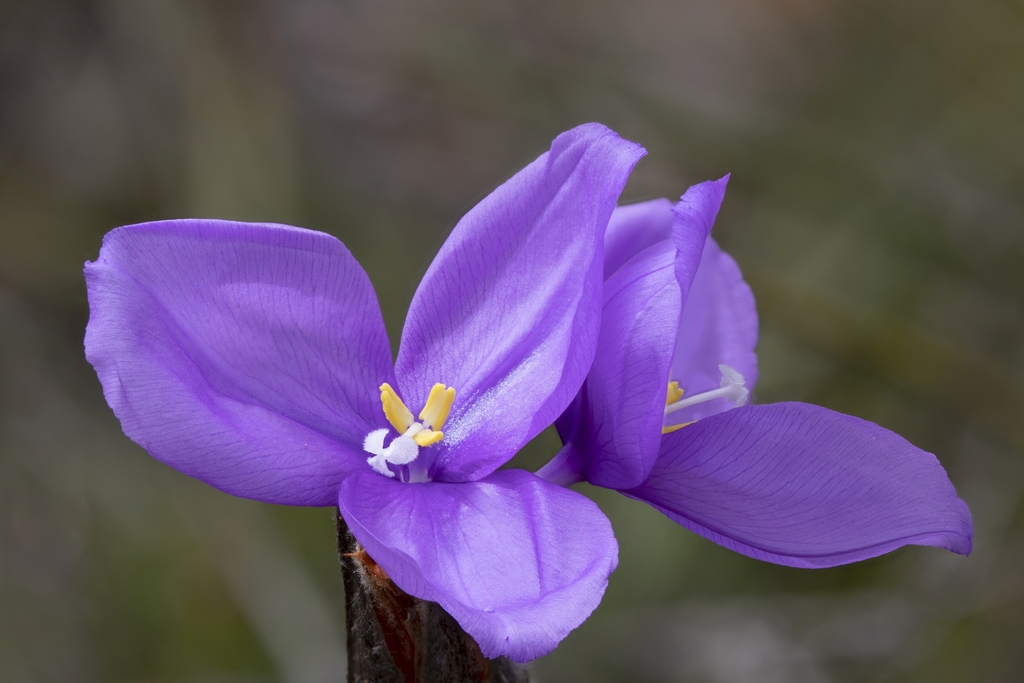 Patersonia rudis