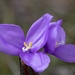 Patersonia rudis - Photo 由 James P Trevelyan 所上傳的 (c) James P Trevelyan，保留部份權利CC BY-NC