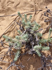 Helichrysum refractum