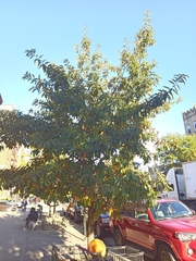 Quercus