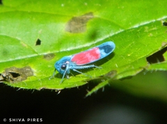 Cardioscarta flavifrons