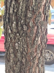 Quercus