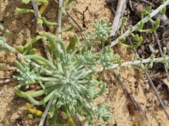 Helichrysum refractum