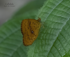 Tetragonus lycaenoides