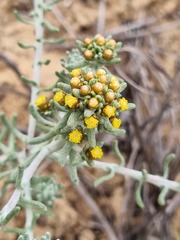 Helichrysum refractum