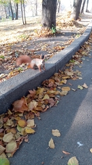 Sciurus vulgaris