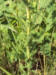 Achillea stepposa