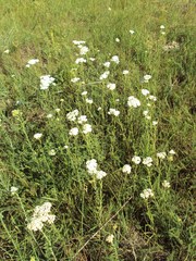 Achillea stepposa