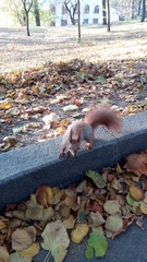Sciurus vulgaris